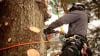 Photo for BZ Tree Service