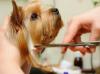 Photo for Linda Quigg's Pet Groomer