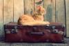 Photo for Cats and Holidays - Options For Cat Owners