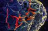 Photo for Monoclonal Antibody Therapeutics Market - Size, Share, Outlook, and Analysis, 2018-2026