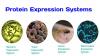 Photo for Protein Expression Systems Market - Size, Share, Outlook, and Analysis, 2018-2026