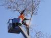 Photo for Little Rock Tree Care