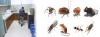 Photo for Ant Pest Control - How to Decide what Method to Use