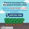 Photo for Expand Your Limit Of Medical Marijuana Cultivation With Grower's License