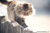 Photo for Outdoor Cat or House Cat