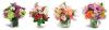 Photo for Appletree Flowers
