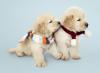 Photo for Get Some Special Pet Care Treatments at Emancipet