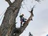 Photo for Billings Tree Care