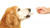 Photo for Companion Animal Drugs Market Advancements to Watch Out For 2026