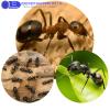 Photo for Pest Control Gurgaon | Zero Pest Solutions | 20% Off