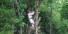 Photo for Genesis Tree Service