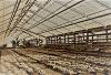 Photo for AUSCHWITZ GREENHOUSES