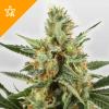Photo for BUY WSS SKUNK AUTOMATIC SEEDS ONLINE