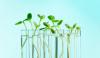 Photo for Plant-based Vaccines Market By Competitive Strategies And Forecast By 2026