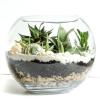 Photo for Succulent Plants - Best Pick For Your Garden