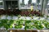 Photo for Hydroponics Market Segmented by Equipment, System Type, Crop Type, and Input Type - Trends and Forecast till 2025