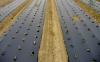 Photo for Biodegradable Mulch Film Market Potential Growth through Demand Forecast 2026