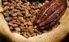 Photo for Cocoa Market Segmented By Size, Share, Trends and Forecast to 2025