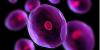 Photo for Cell Expansion Market 2026 Size, Share, Trends, Growth, Regional Outlook And Forecast to 2026