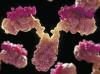 Photo for anti cd33 antibody