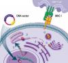 Photo for monoclonal antibody characterization techniques