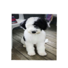 Photo for Mini Sheepadoodle for Sale in Colorado | Open Range Pups