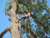 Photo for Okeechobee’s Best Tree Trimming and Tree Removal Services