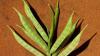 Photo for Guar Gum Market – Opportunity Analysis Till 2026