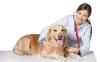 Photo for Veterinarian Davie, FL