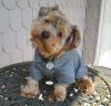 Photo for Order Online Personalized Stainless steel pet tags