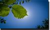 Photo for TJR Tree Service Austin