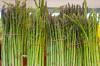 Photo for Asparagus Market Research Report And Opportunity Analysis, 2026