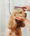 Photo for Spring Klein Pet Salon LLC