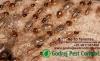 Photo for Get Flat 20% Discount on Pest Control in Delhi