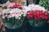 Photo for wholesale floral supplies
