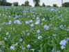 Photo for Flax Crop Market – Size, Share, Outlook, and Opportunity Analysis, 2018-2025
