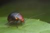 Photo for 911 Bugbusters LLC