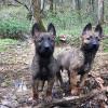 Photo for Starr Mountain Canine Academy and Pet Resort