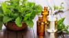 Photo for Basil Extracts Market — Global Industry Insights, Trends, Outlook, and Opportunity Analysis, 2018-2026