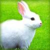 Photo for Rabbit Breeders