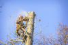 Photo for Looking for A Tree Service Provider Tulsa