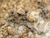 Photo for Termite Control Miami Dade FL