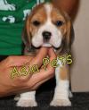 Photo for beagle puppy for sale in delhi