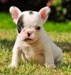 Photo for Online pet shop in Delhi, Online pet shop in India