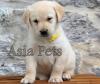 Photo for labrador puppy for sale in delhi