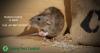 Photo for Are you looking for Rodent control in Delhi NCR?