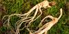 Photo for Ginseng Market Seeing Growth, Drivers, New Trends And Key Players 2026