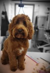 Photo for Maisiemoos Grooming Parlour