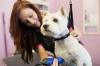 Photo for Pet Grooming Hialeah