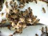 Photo for Local Pest Control Services Broward County FL